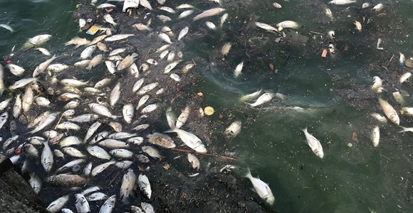 Hiện tượng cá chết hàng loạt, nổi trắng hồ Tây vẫn tiếp diễn